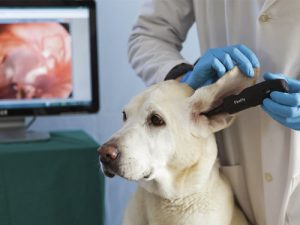 Otoscope pour chat et chien